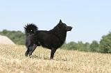 SCHIPPERKE 148